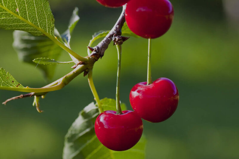 Comptoir Rhodanien poursuit son développement avec l'acquisition de Fruits 2000